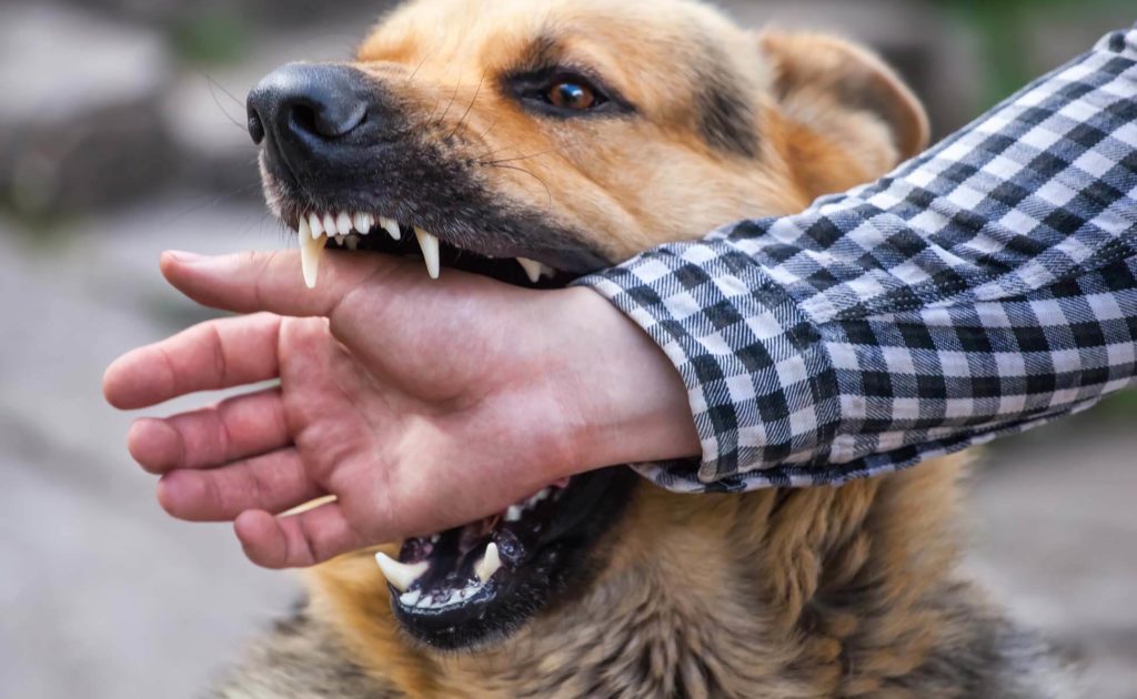 dog-bite-lawyer-banner